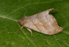 Scalloped Hook-tip (Falcaria lacertinaria)