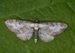 Burotdvergmåler (Eupithecia succenturiata)