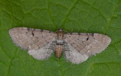 Brun dvergmåler (Eupithecia absinthiata)