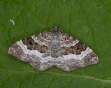 Grå mauremåler (Epirrhoe alternata)