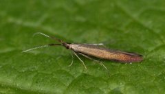 Meadow Case-bearer (Coleophora mayrella)