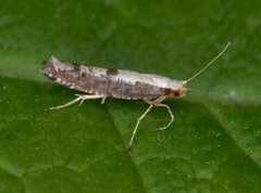 Apple Fruit Moth (Argyresthia conjugella)