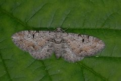 Gjeldkarvedvergmåler (Eupithecia pimpinellata)