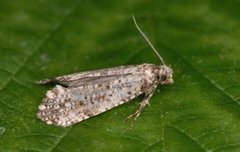 Large Clothes Moth (Morophaga choragella)