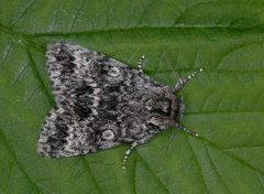 Ospekveldfly (Acronicta megacephala)