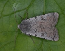 Ashworth's Rustic (Xestia ashworthii)