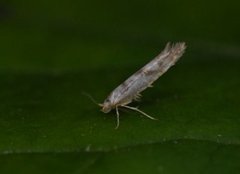 Sallow Argent (Argyresthia pygmaeella)