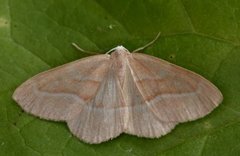 Barred Red (Hylaea fasciaria)