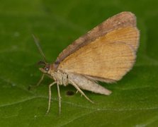 Rannoch Looper (Macaria brunneata)