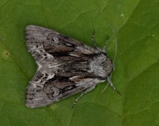 The Saxon (Hyppa rectilinea)