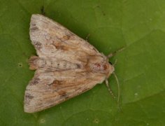 Reddish Light Arches (Apamea sublustris)