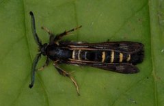 Raspberry Clearwing (Pennisetia hylaeiformis)