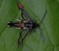 Red-tipped Clearwing (Synanthedon formicaeformis)