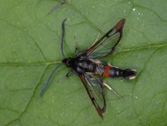 Red-tipped Clearwing (Synanthedon formicaeformis)