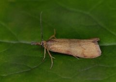 Bakkesmalmott (Hypochalcia ahenella)