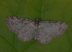Bilberry Pug (Pasiphila debiliata)