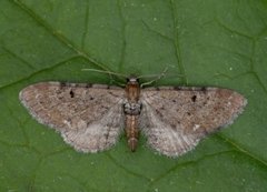 Humledvergmåler (Eupithecia assimilata)