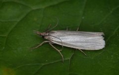 Yellow Satin Veneer (Crambus perlella)