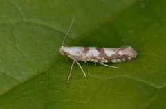 Gold Rowan Argent (Argyresthia sorbiella)