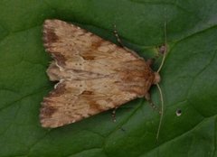 Gulbrunt engfly (Apamea sublustris)