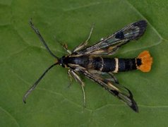 Welsch Clearwing (Synanthedon scoliaeformis)