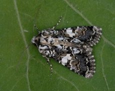 Marbled Coronet (Hadena confusa)