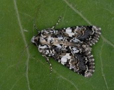 Hvitflekknellikfly (Hadena confusa)