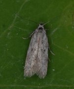 Black-speckled Groundling (Carpatolechia proximella)