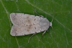 Ashworth's Rustic (Xestia ashworthii)