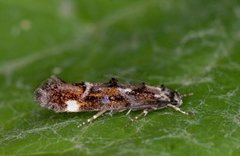 Large Dark Cosmet (Mompha conturbatella)