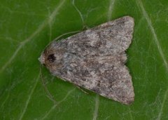 The Grey (Hadena caesia)