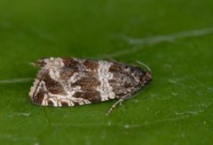 Thyme Marble (Celypha cespitana)