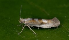 Sallow Argent (Argyresthia pygmaeella)