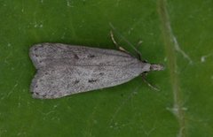 Einermøll (Dichomeris juniperella)