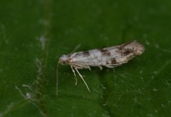 Argyresthia curvella