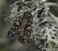 Grått taigafly (Xestia speciosa)