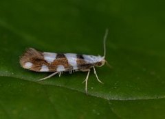 Gold-ribbon Argent (Argyresthia brockeella)
