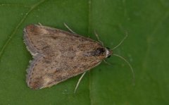 Straw-barred Pearl (Pyrausta despicata)