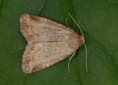 Small Dotted Buff (Photedes minima)