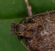 Chervil Flat-body (Depressaria sordidatella)