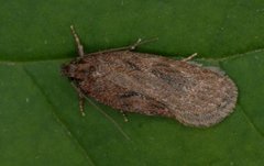 Chervil Flat-body (Depressaria sordidatella)