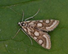 Beautiful China-mark (Nymphula nitidulata)