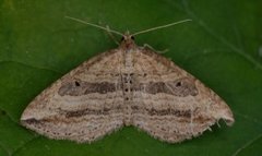Oblique Carpet (Orthonama vittata)