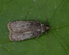 Sallow Flat-body (Agonopterix conterminella)