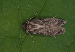 Grey Sallow Groundling (Gelechia muscosella)