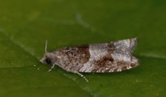 Holly Tortrix (Rhopobota naevana)
