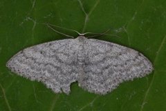 Cream Wave (Scopula incanata)