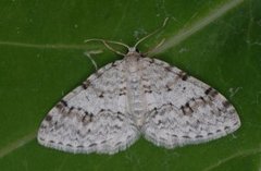 Welsh Wave (Venusia cambrica)