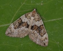 Spruce Carpet (Thera variata)