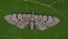 Marmordvergmåler (Eupithecia venosata)